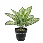 Cây giả để bàn cao 35cm _ khoai trắng